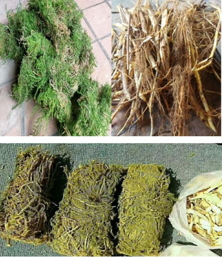 中草药良方治愈肝病-间医师杨雄树