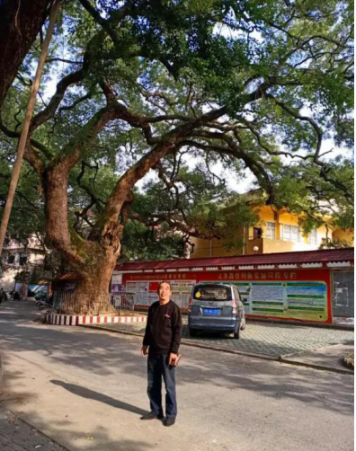 中华药酒岭南药酒“松龄春”