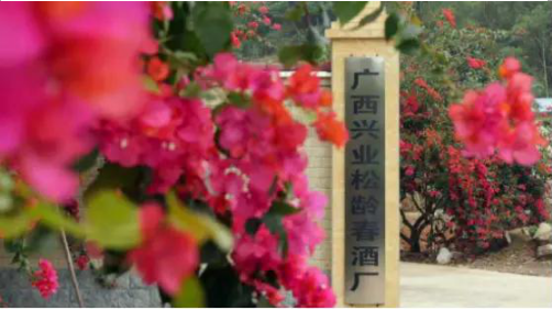 中华药酒岭南药酒“松龄春”