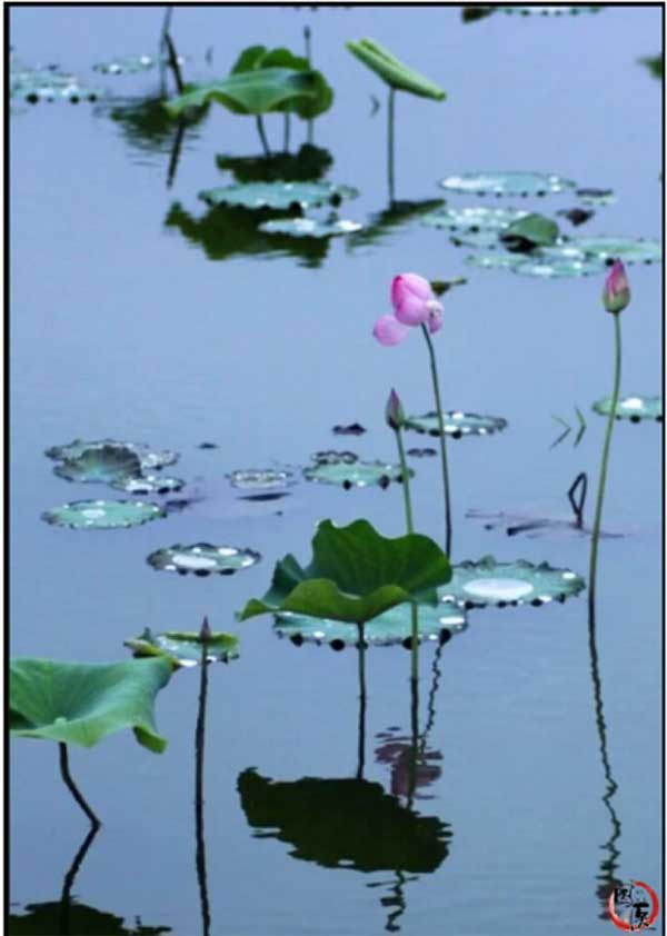 民间李氏哲派中医药—陈东华