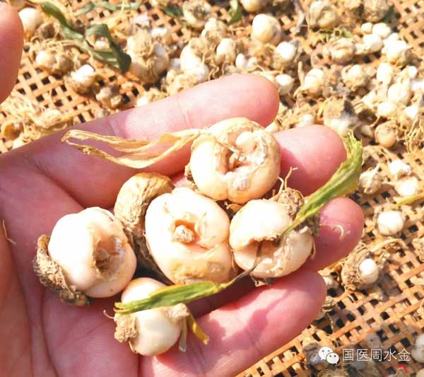 当代本草药王——蔡锦芳