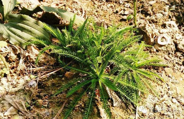 当代本草药王——蔡锦芳