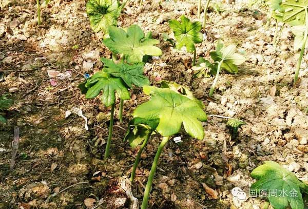 当代本草药王——蔡锦芳