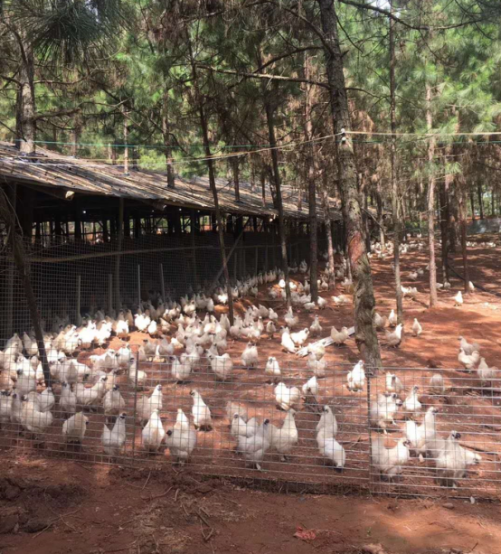 世界生命健康领域的5G一一东方乌宝(图5)