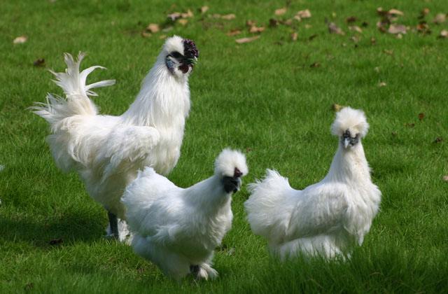 世界生命健康领域的5G一一东方乌宝(图19)