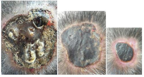 连氏中医第十一代传承人——连正福