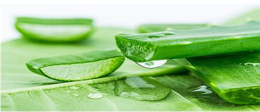 岐黄之道、吸透为本  ——黎阳、张德凤