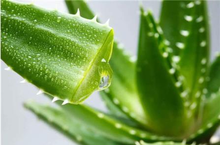 岐黄之道、吸透为本  ——黎阳、张德凤