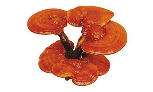 岐黄之道、吸透为本  ——黎阳、张德凤