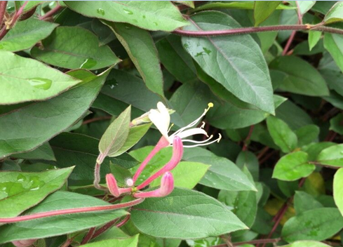 中医 中药 刺针 艾灸传统医学传播者张怀月教授