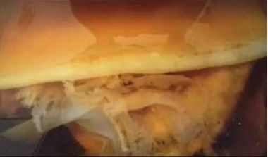 喜迎二十大·专题报道 著名中医药生命科学临床科学家—喻三保